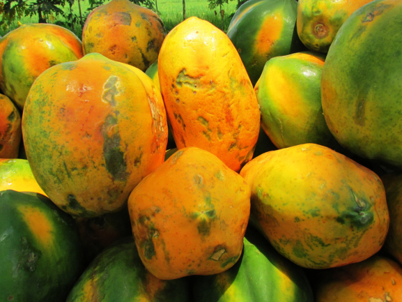 Papaya
