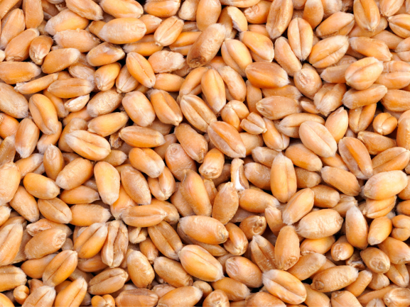 Fresh Bottle Gourd – Export Quality