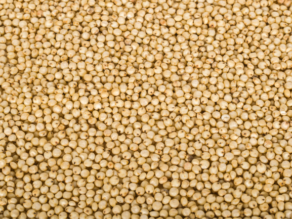 Red Chilli – Export Quality