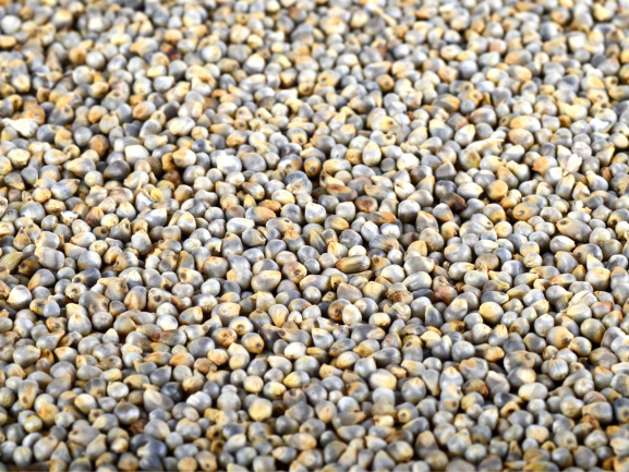 Cumin Seeds – Export Quality