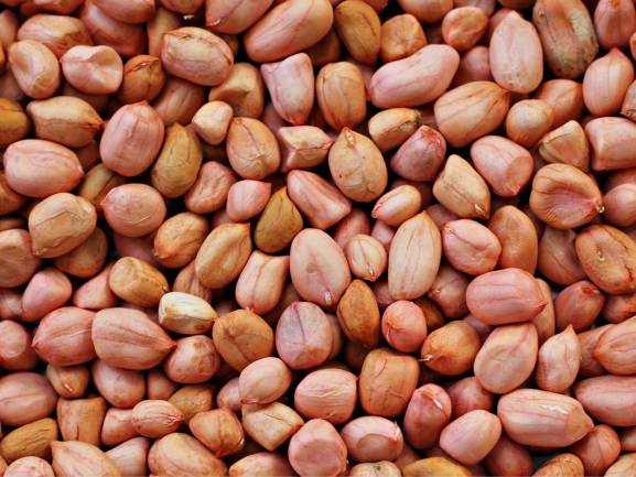 Fresh Grapes – Export Quality