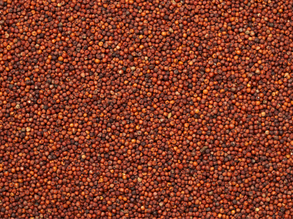 Ragi Export