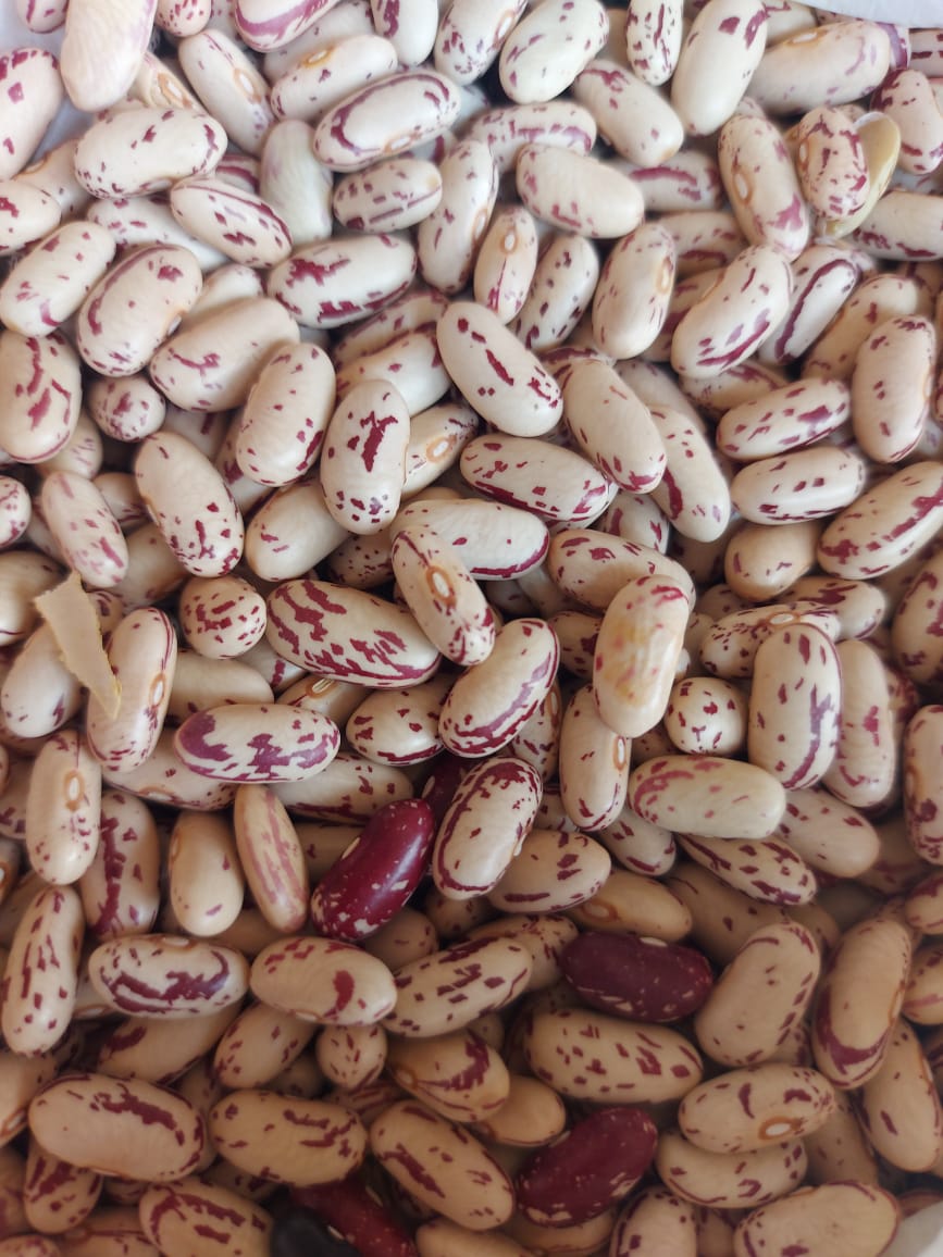 Rajma Type 1