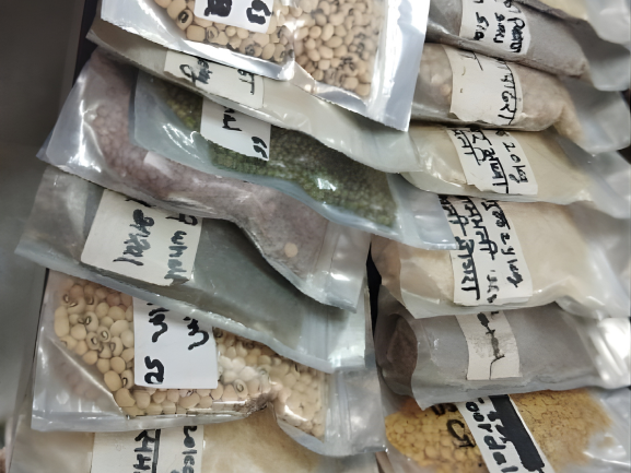 Fresh Red Onions – Export Grade